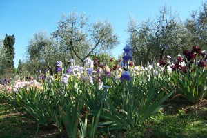 Iris in bloom in Piazzale Michelangelo Garden of Iris in Florence